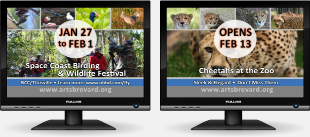 Television Ad Development  / Cultural Marketing - Brevard Zoo